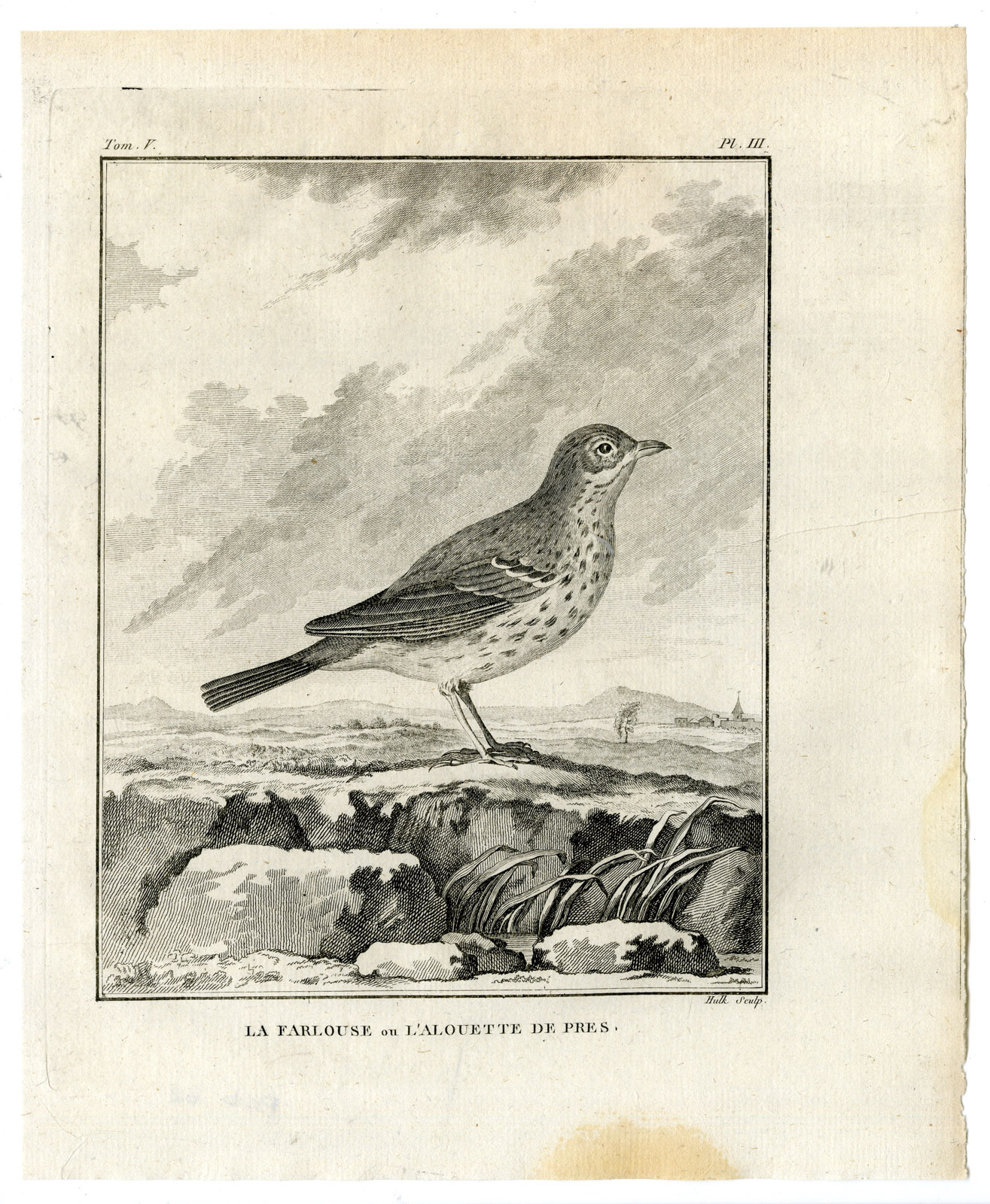 Pco 18877 416x506 Antique Print-MEADOW PIPIT-ANTHUS PRATENSIS-PL. 3-de Seve-Buffon-Hulk-1775