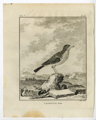 Antique Print-PIPIT-TITLARK-ALOUETTE PIPI-PL. 4-de Seve-Buffon-Hulk-1775