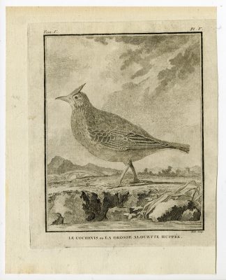 Antique Print-CRESTED LARK-GALERIDA CRISTATA-PL. 5-de Seve-Buffon-Hulk-1775