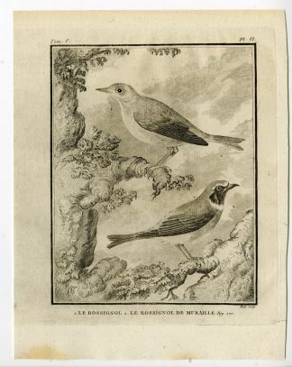 Antique Print-COMMON NIGHTINGALE-BLACK REDSTART-PL. 6-de Seve-Buffon-Hulk-1775