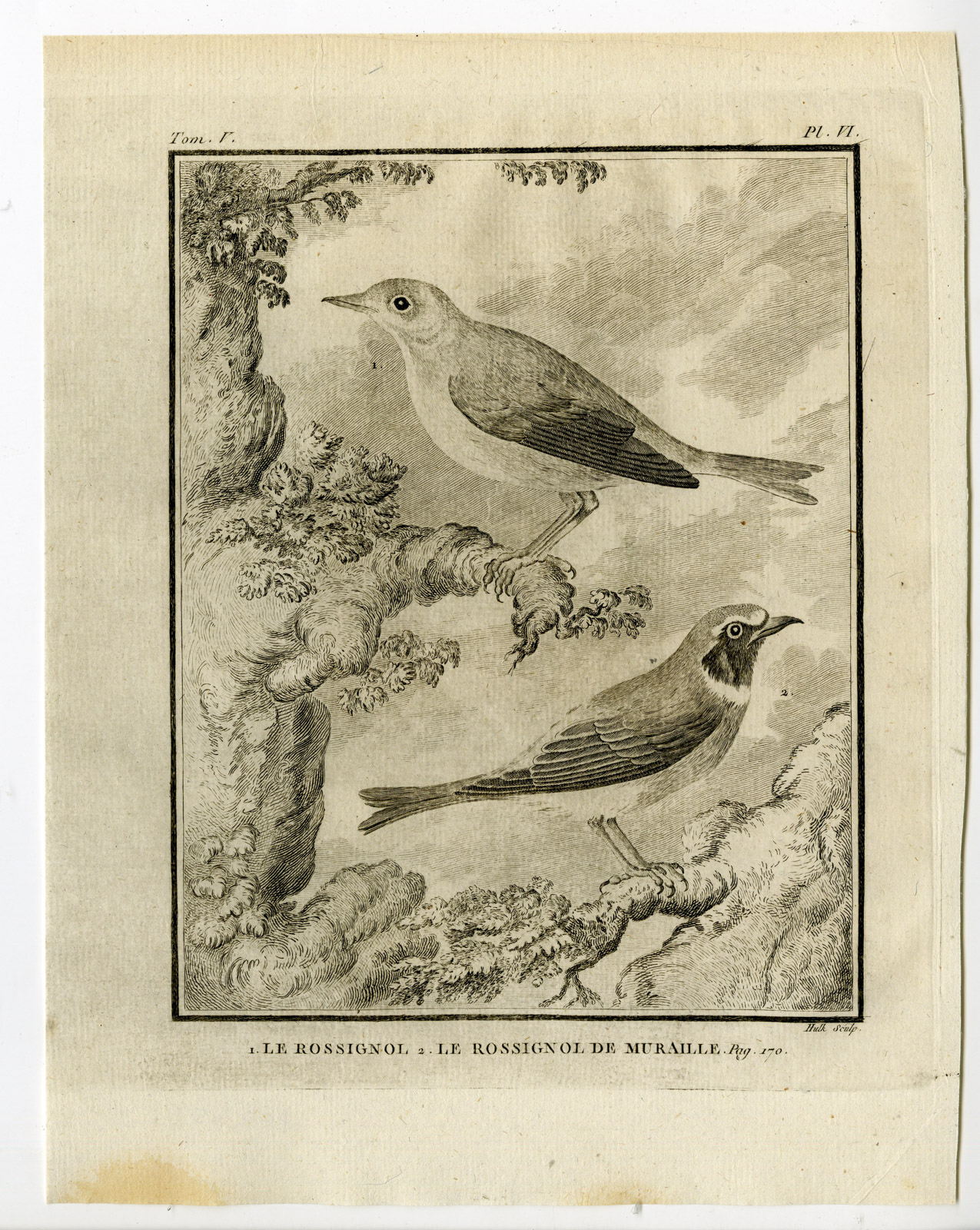 , Antique Print-COMMON NIGHTINGALE-BLACK REDSTART-PL. 6-de Seve-Buffon-Hulk-1775, Pictura Antique Prints