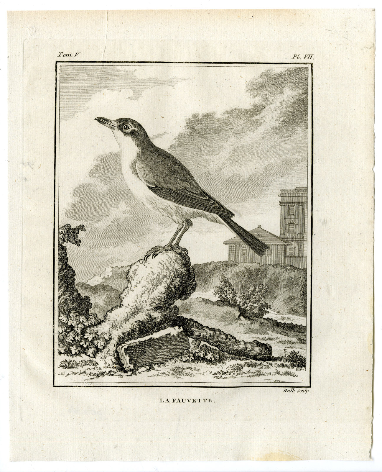 , Antique Print-GARDEN WARBLER-SYLVIA BORIN-PL. 7-de Seve-Buffon-Hulk-1775, Pictura Antique Prints