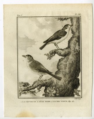 Antique Print-EURASIAN BLACKCAP-PRINCIPE WHITE EYE-P. 8-de Seve-Buffon-Hulk-1775