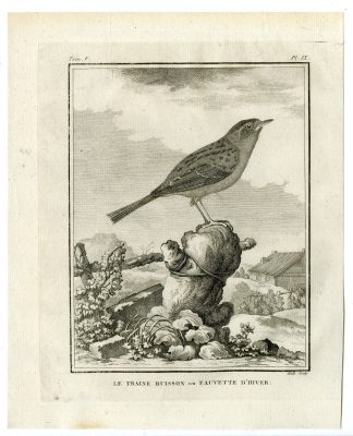 Antique Print-DUNNOCK-PRUNELLA MODULARIS-WARBLER-PL. 9-de Seve-Buffon-Hulk-1775