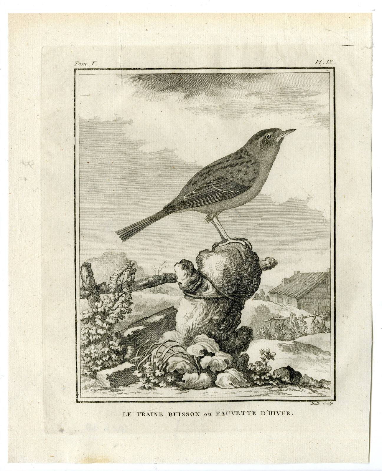 , Antique Print-DUNNOCK-PRUNELLA MODULARIS-WARBLER-PL. 9-de Seve-Buffon-Hulk-1775, Pictura Antique Prints