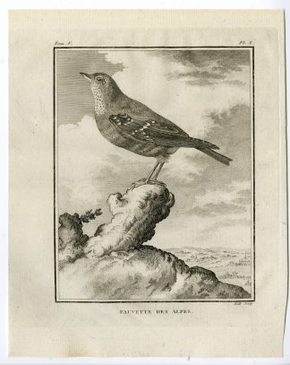 Antique Print-FAUVETTE DES ALPES-WARBLER-PL. 10-de Seve-Buffon-Hulk-1775