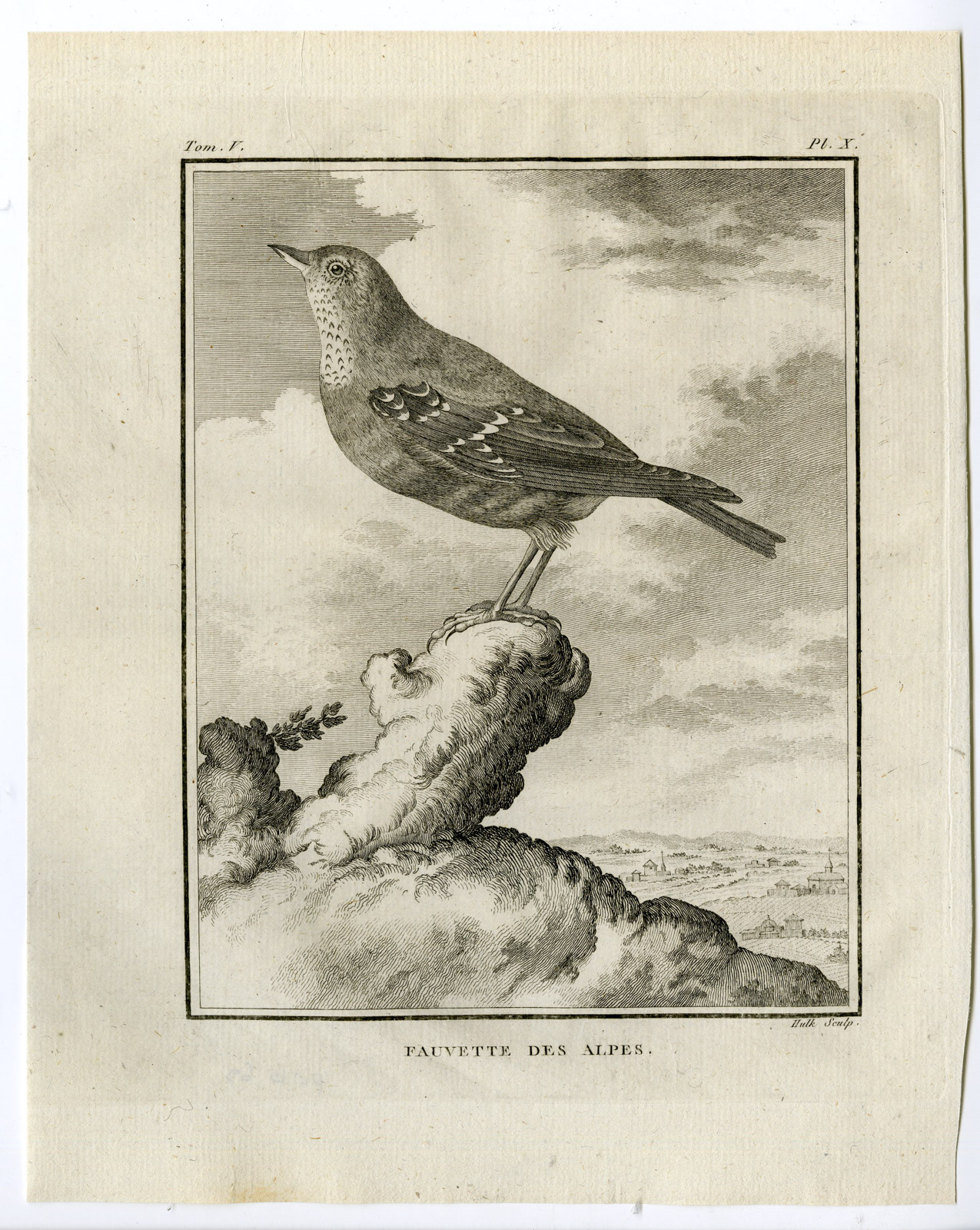 , Antique Print-FAUVETTE DES ALPES-WARBLER-PL. 10-de Seve-Buffon-Hulk-1775, Pictura Antique Prints