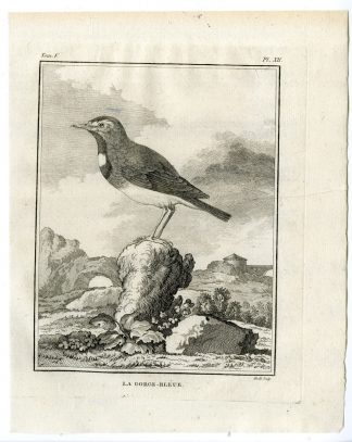 Antique Print-BLUETHROAT-LUSCINIA SVECICA-GORGE BLEUE-PL. 12-Buffon-Hulk-1775
