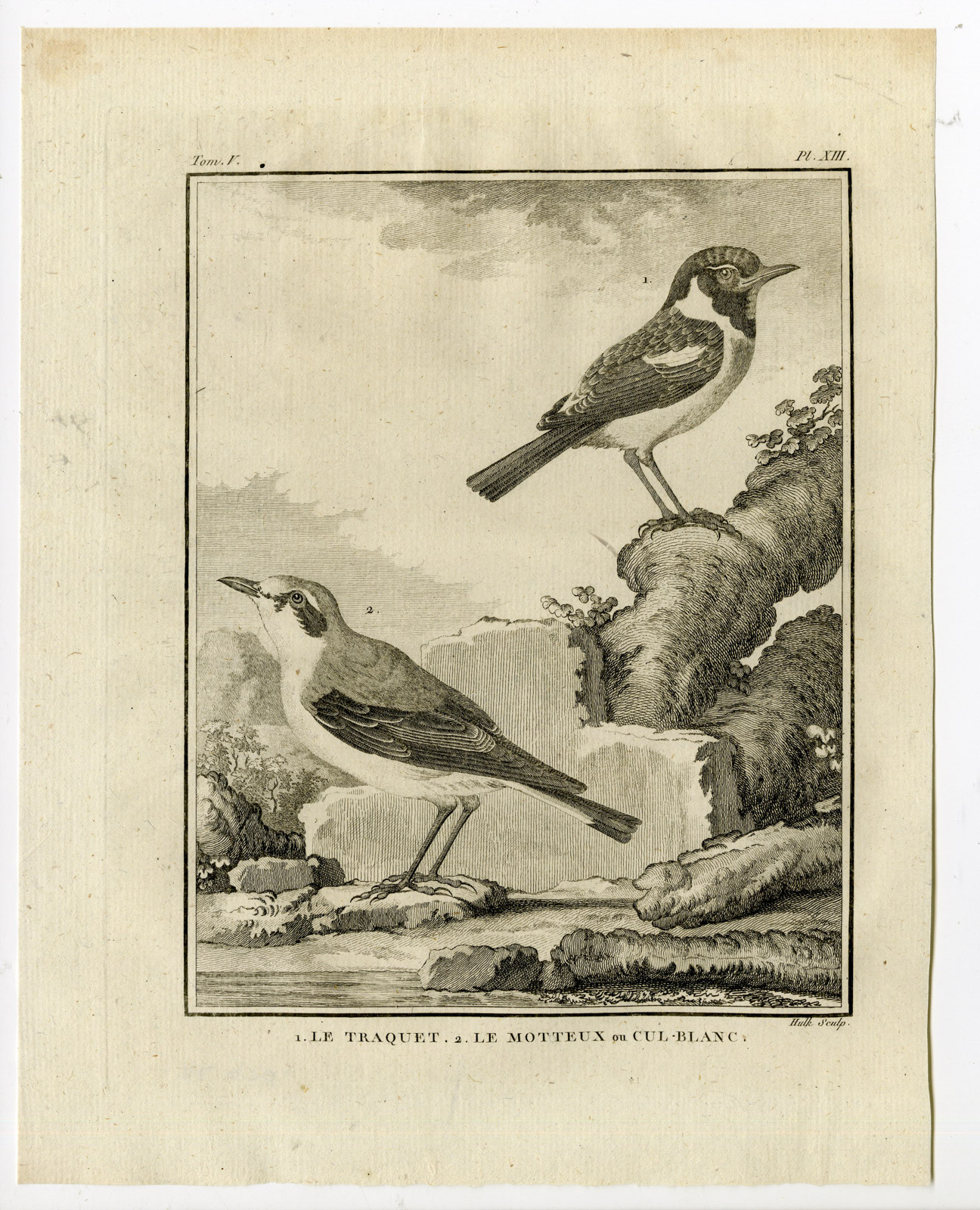 , Antique Print-NORTHERN WHEATEAR-TRAQUET-MOTTEUX-PL. 13-de Seve-Buffon-Hulk-1775, Pictura Antique Prints