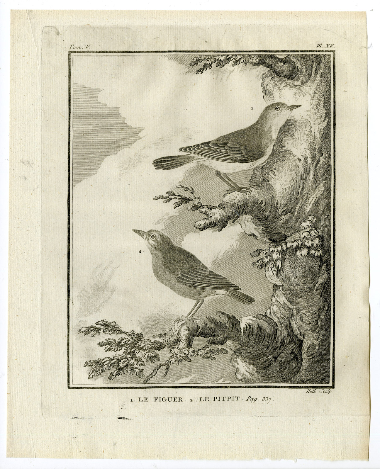 , Antique Print-FLYCATCHER-PIPIT-FIGUER-PITPIT-PL. 15-de Seve-Buffon-Hulk-1775, Pictura Antique Prints
