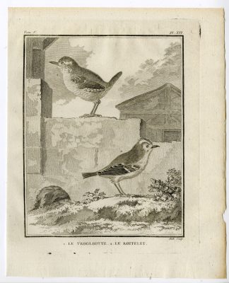 Antique Print-EURASIAN WREN-GOLDCREST-TROGLODYTES-PL 16-de Seve-Buffon-Hulk-1775