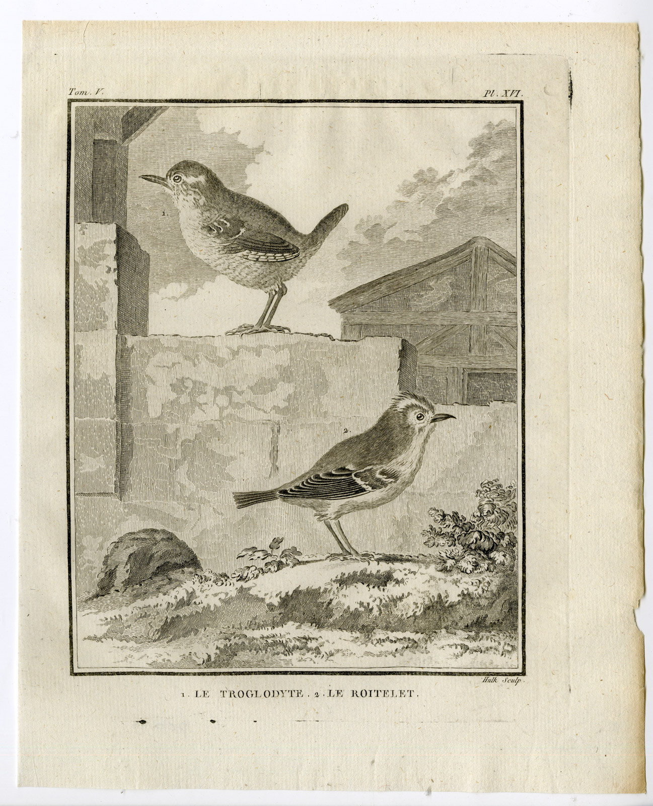 , Antique Print-EURASIAN WREN-GOLDCREST-TROGLODYTES-PL 16-de Seve-Buffon-Hulk-1775, Pictura Antique Prints
