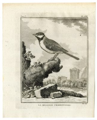 Antique Print-GREAT TIT-PARUS MAJOR-MESANGE-PL. 17-de Seve-Buffon-Hulk-1775