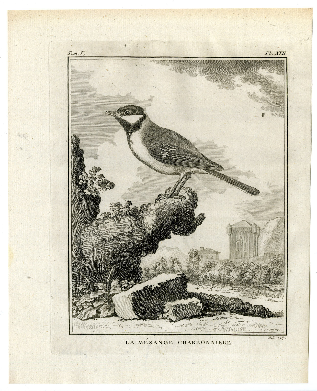 , Antique Print-GREAT TIT-PARUS MAJOR-MESANGE-PL. 17-de Seve-Buffon-Hulk-1775, Pictura Antique Prints