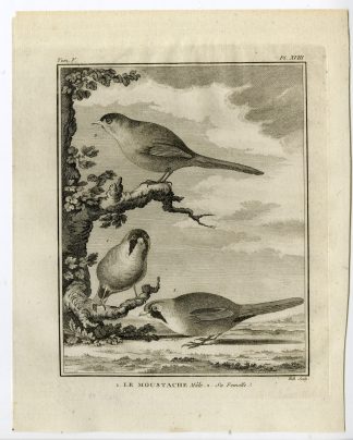 Antique Print-BEARDED REEDLING-PANURUS BIARMICUS-PL. 18-de Seve-Buffon-Hulk-1775