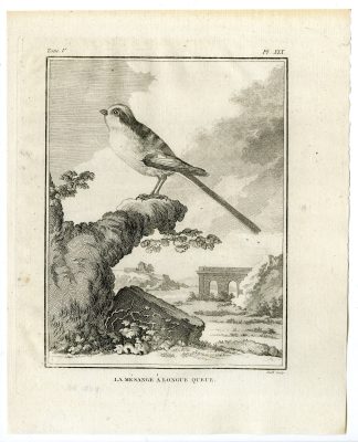 Antique Print-LONG TAILED TIT-AEGITHALOS CAUDATUS-PL 19-de Seve-Buffon-Hulk-1775