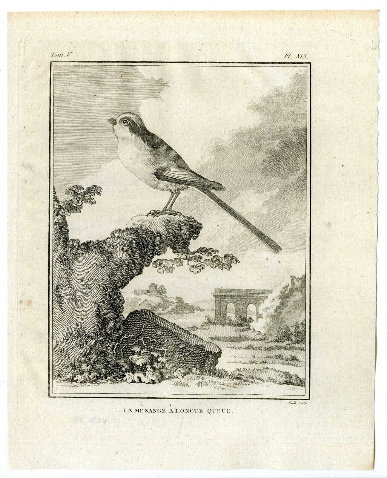 , Antique Print-LONG TAILED TIT-AEGITHALOS CAUDATUS-PL 19-de Seve-Buffon-Hulk-1775, Pictura Antique Prints