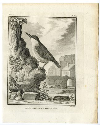Antique Print-EURASIAN NUTHATCH-WOOD-SITTA EUROPAEA-PL. 20-Buffon-Hulk-1775