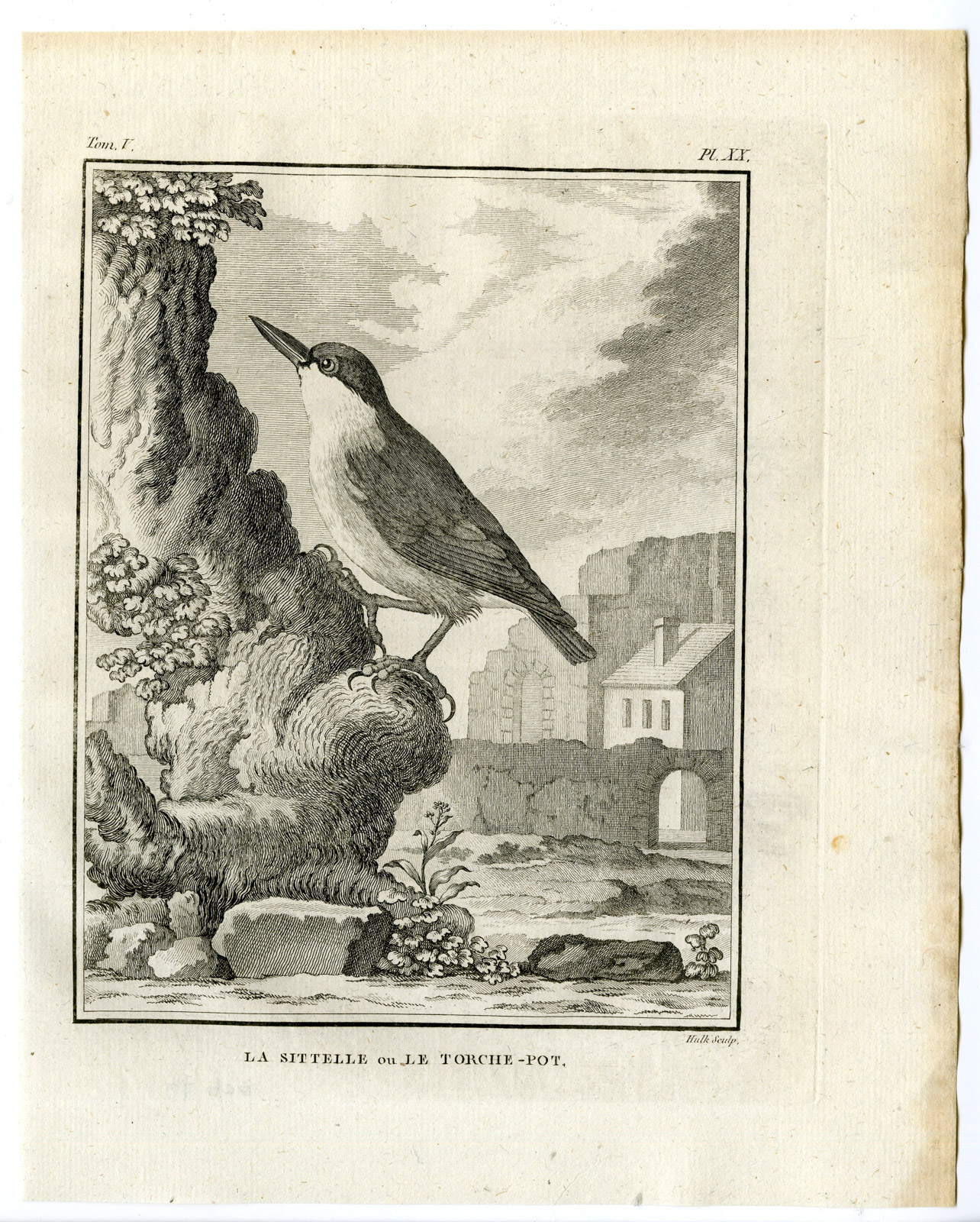 , Antique Print-EURASIAN NUTHATCH-WOOD-SITTA EUROPAEA-PL. 20-Buffon-Hulk-1775, Pictura Antique Prints