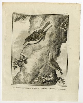 Antique Print-EURASIAN TREECREEPER-CERTHIA FAMILIARIS-PL. 21-Buffon-Hulk-1775