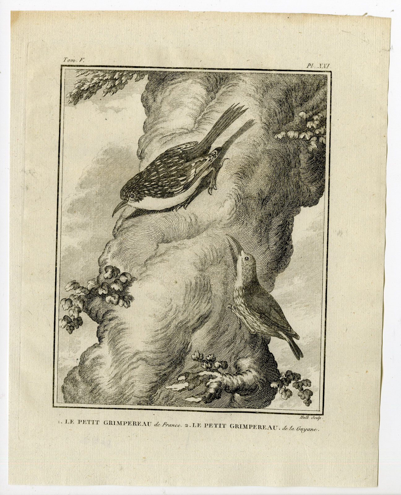 , Antique Print-EURASIAN TREECREEPER-CERTHIA FAMILIARIS-PL. 21-Buffon-Hulk-1775, Pictura Antique Prints