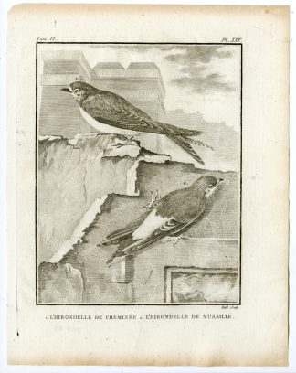 Antique Print-BARN SWALLOW-COMMON SWIFT-APUS-PL. 25-de Seve-Buffon-Hulk-1775