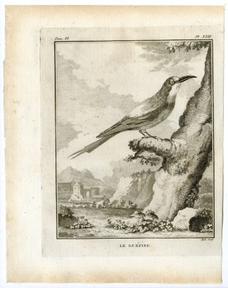 Antique Print-EUROPEAN BEE EATER-MEROPS APIASTER-PL. 23-de Seve-Buffon-Hulk-1775