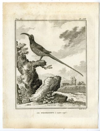 Antique Print-CAPE SUGARBIRD-PROMEROPS CAFER-PL. 22-de Seve-Buffon-Hulk-1775
