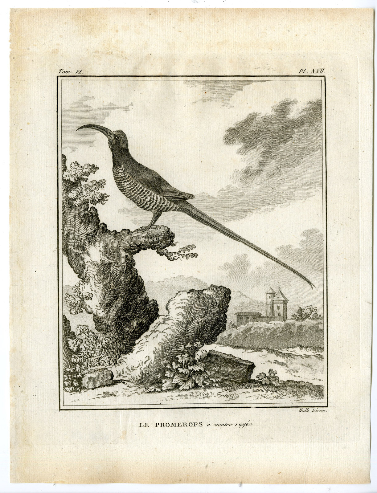 , Antique Print-CAPE SUGARBIRD-PROMEROPS CAFER-PL. 22-de Seve-Buffon-Hulk-1775, Pictura Antique Prints