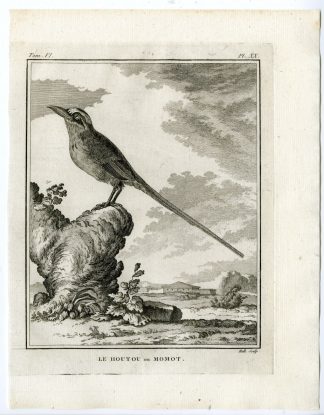 Antique Print-AMAZONIAN MOTMOT-MOMOTUS MOMOTA-PL. 20-de Seve-Buffon-Hulk-1775