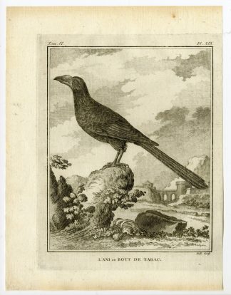 Antique Print-SMOOTH BILLED ANI-CROTOPHAGA-PL. 19-de Seve-Buffon-Hulk-1775