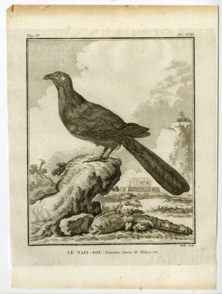 Antique Print-CUCKOO-MADAGASCAR-TAIT SOU-PL. 18-de Seve-Buffon-Hulk-1775