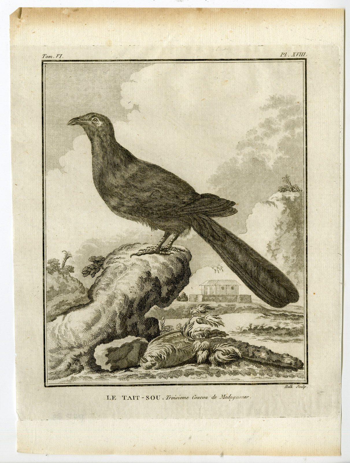 , Antique Print-CUCKOO-MADAGASCAR-TAIT SOU-PL. 18-de Seve-Buffon-Hulk-1775, Pictura Antique Prints