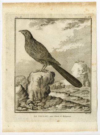 Antique Print-MALAGASY COUCAL-CENTROPUS TOULOU-PL. 17-de Seve-Buffon-Hulk-1775