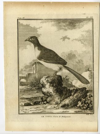 Antique Print-COUA-CUCKOO-MADAGASCAR-PL. 16-de Seve-Buffon-Hulk-1775