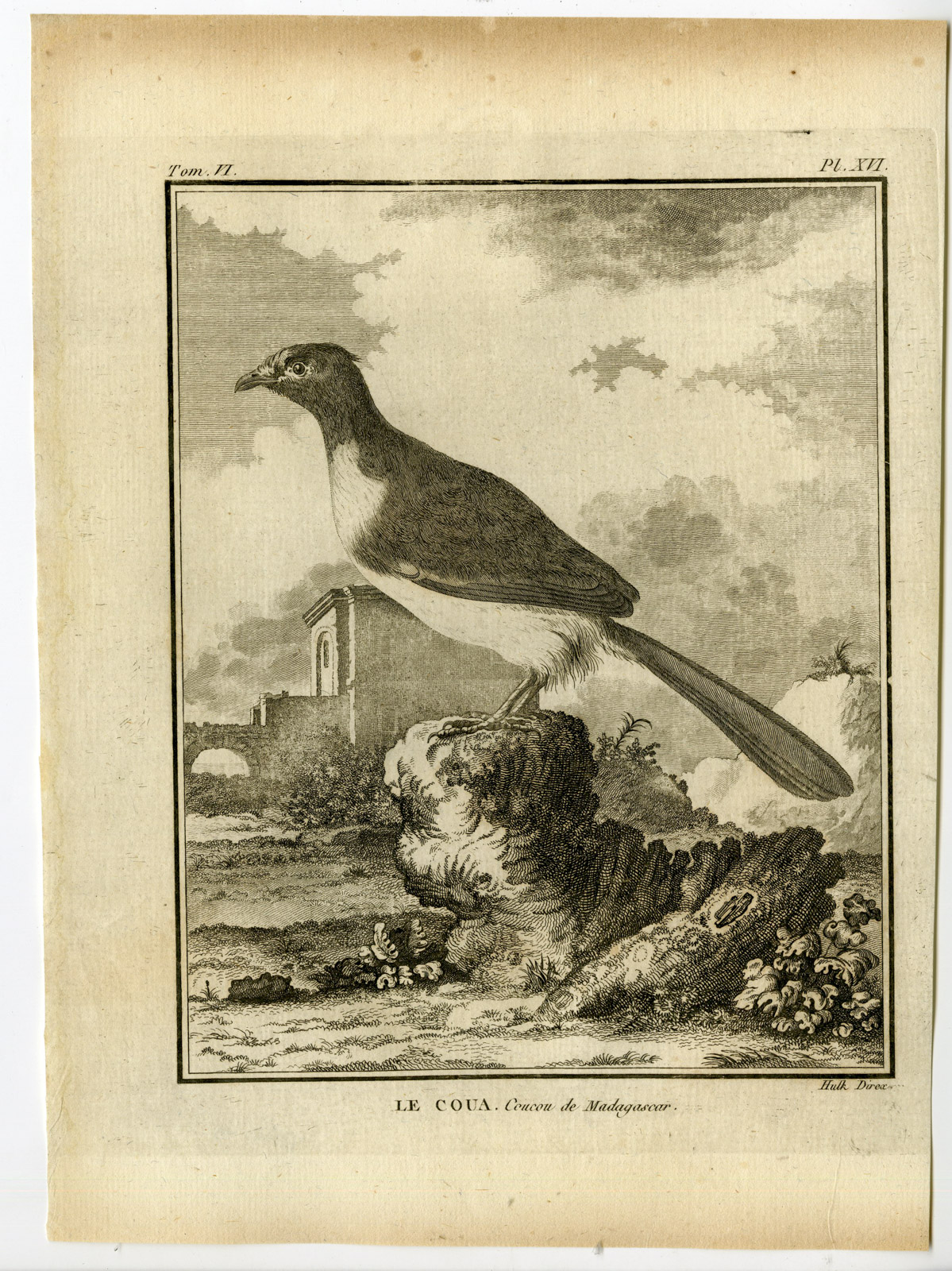 , Antique Print-COUA-CUCKOO-MADAGASCAR-PL. 16-de Seve-Buffon-Hulk-1775, Pictura Antique Prints