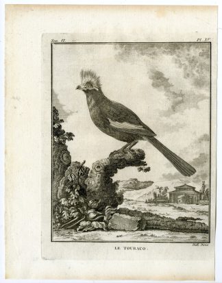 Antique Print-TURACO-TOURACO-MUSOPHAGIDAE-PL. 15-de Seve-Buffon-Hulk-1775