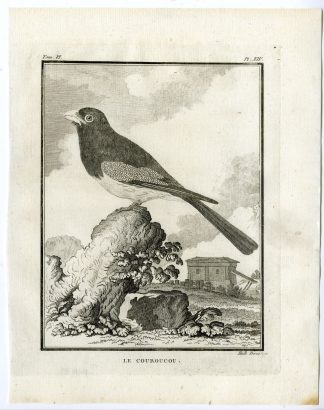 Antique Print-BLUE CROWNED TROGON-CURUCUI-PL. 14-de Seve-Buffon-Hulk-1775