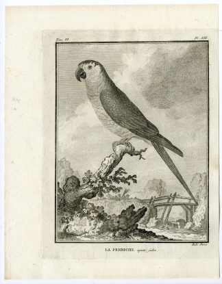 Antique Print-PARAKEET-PERRICHE-PARROT-PL. 13-de Seve-Buffon-Hulk-1775