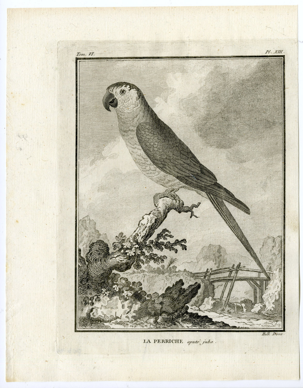 , Antique Print-PARAKEET-PERRICHE-PARROT-PL. 13-de Seve-Buffon-Hulk-1775, Pictura Antique Prints