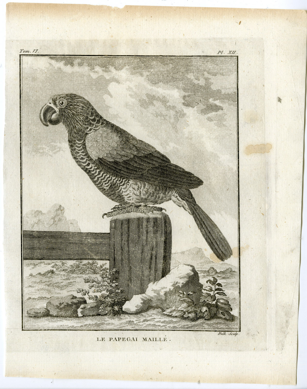 , Antique Print-RED FAN PARROT-HAWK HEADED-PL. 12-de Seve-Buffon-Hulk-1775, Pictura Antique Prints