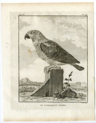 Antique Print-AMAZON PARROT-PERROQUET TAPIRE-PL. 11-de Seve-Buffon-Hulk-1775