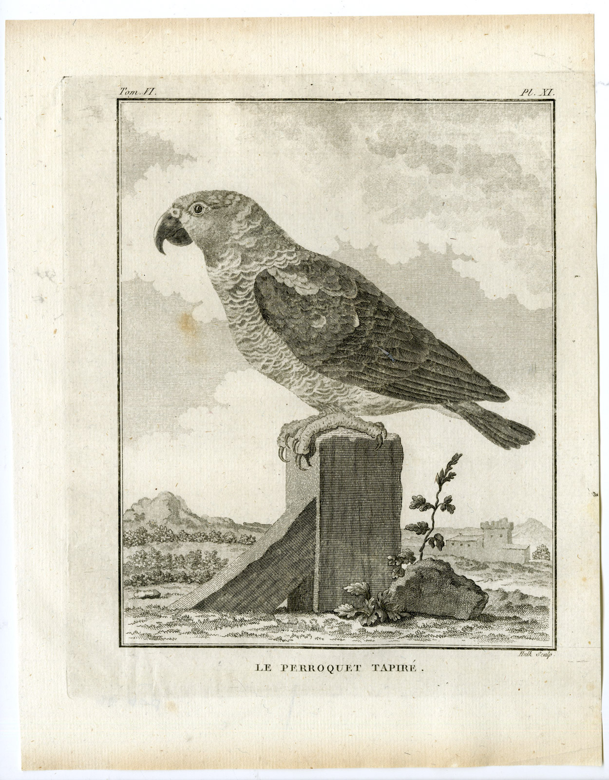 , Antique Print-AMAZON PARROT-PERROQUET TAPIRE-PL. 11-de Seve-Buffon-Hulk-1775, Pictura Antique Prints