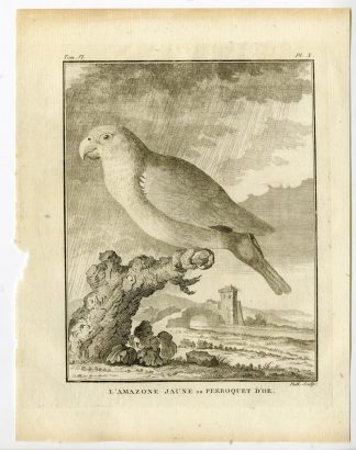 Antique Print-YELLOW HEADED AMAZON PARROT-AMAZONA ORATRIX-P 10-Buffon-Hulk-1775