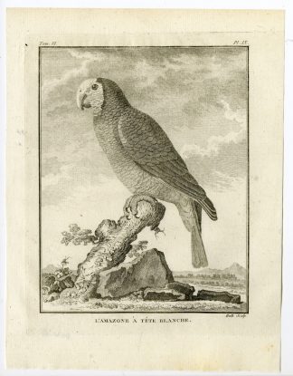 Antique Print-AMAZON PARROT-AMAZONE A TETE BLANCHE-PL. 9-Buffon-Hulk-1775