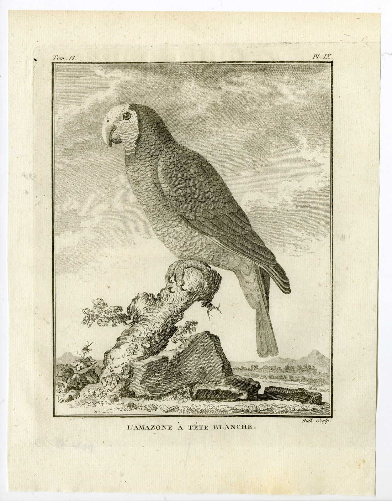 , Antique Print-AMAZON PARROT-AMAZONE A TETE BLANCHE-PL. 9-Buffon-Hulk-1775, Pictura Antique Prints