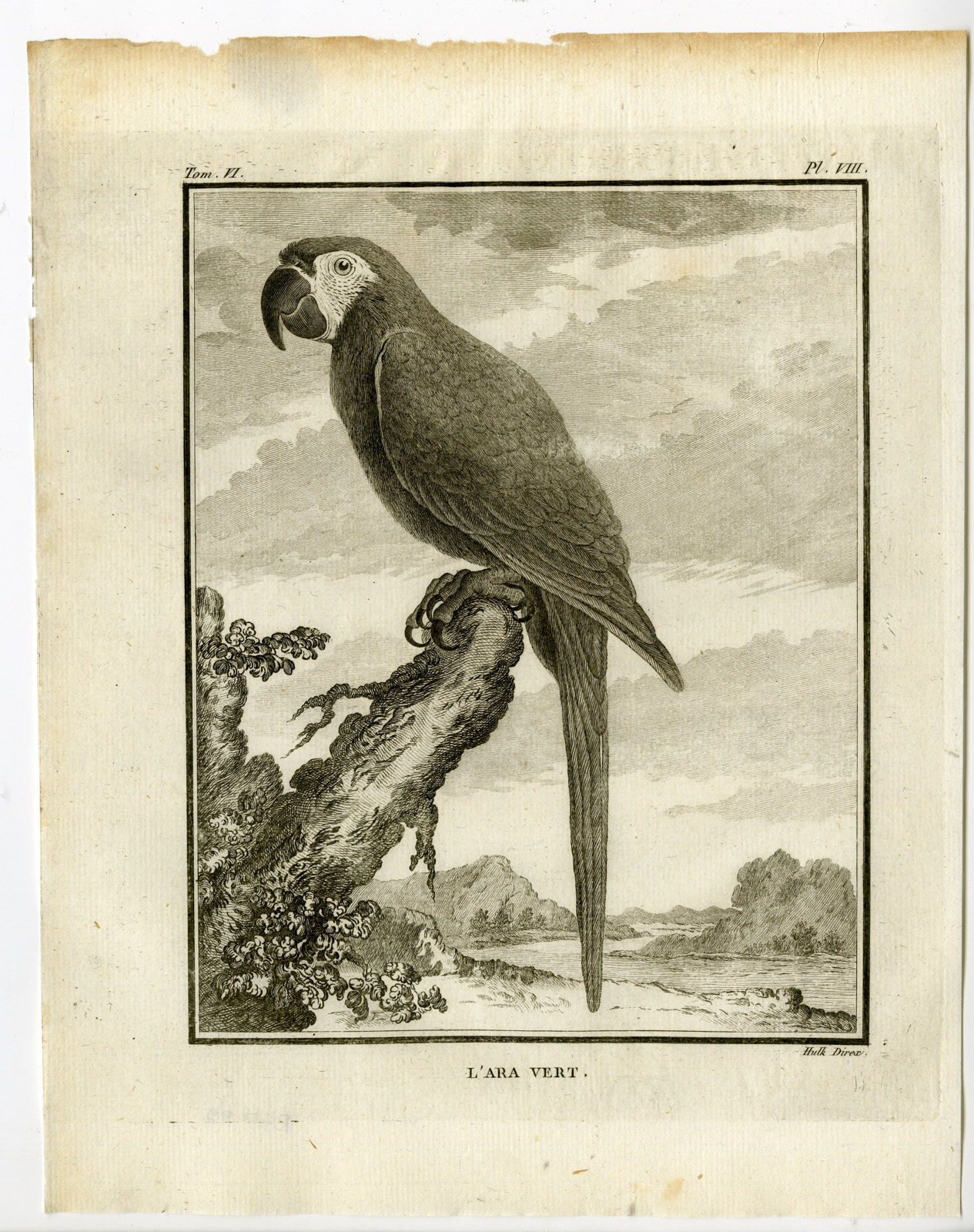, Antique Print-GREAT GREEN MACAW-ARA AMBIGUUS-PL. 8-de Seve-Buffon-Hulk-1775, Pictura Antique Prints