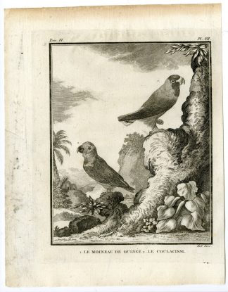 Antique Print-PARROT-NEW GUINEA-MOINEAU-COULACISSI-PL. 7-Buffon-Hulk-1775