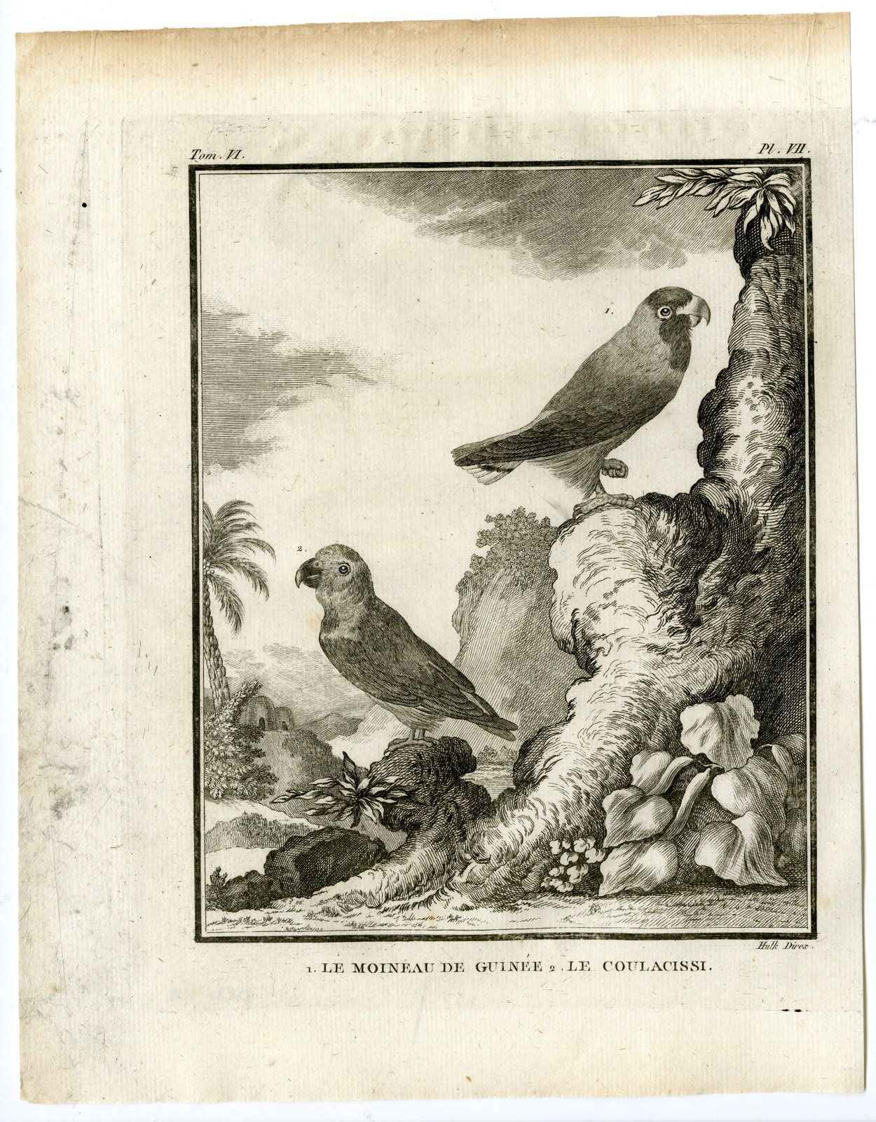 , Antique Print-PARROT-NEW GUINEA-MOINEAU-COULACISSI-PL. 7-Buffon-Hulk-1775, Pictura Antique Prints