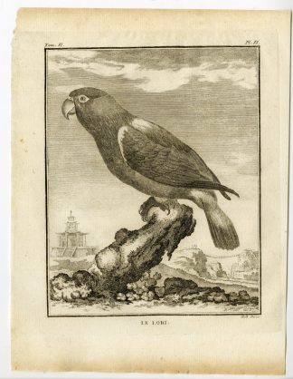 Antique Print-LORY-PARROT-LORI-LORIKEET-PL. 6-de Seve-Buffon-Hulk-1775